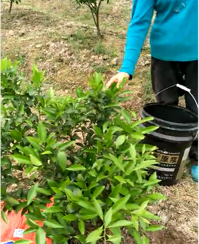 紅富施種植戶反饋