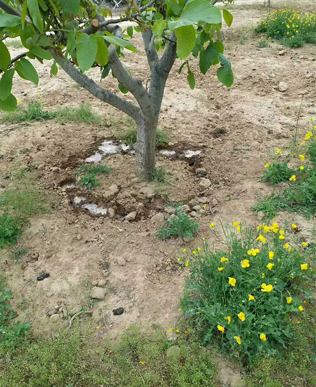 久養地種植戶反饋