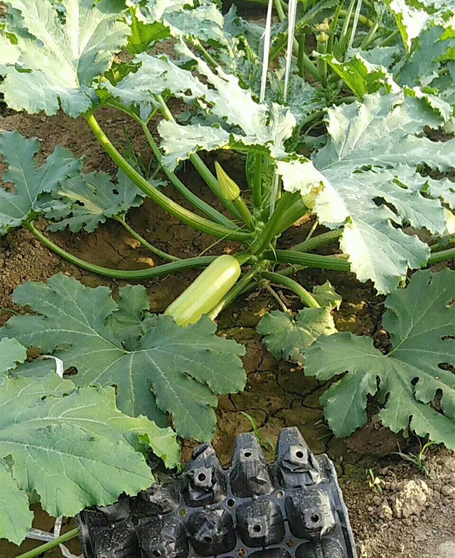 聚酶膨果鉀種植戶反饋