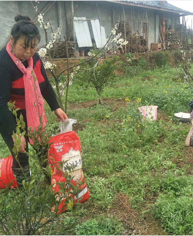 威極鮮一號種植戶反饋