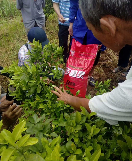 多菌靈種植戶反饋