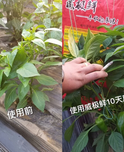 威極鮮一號種植戶反饋