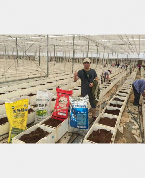 威極鮮一號種植戶反饋