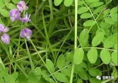 菌肥 生物菌肥 微生物菌肥