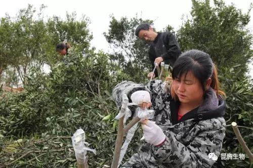 菌肥 生物菌肥 微生物菌肥