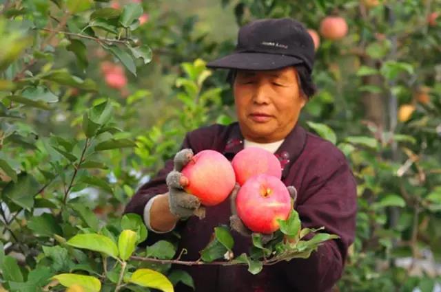 菌肥 生物菌肥 微生物菌肥