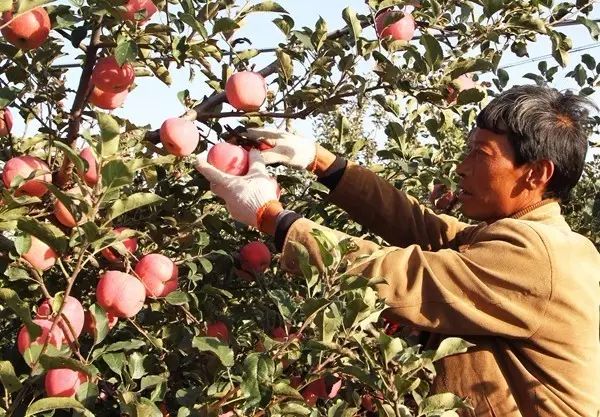 菌肥 生物菌肥 微生物菌肥