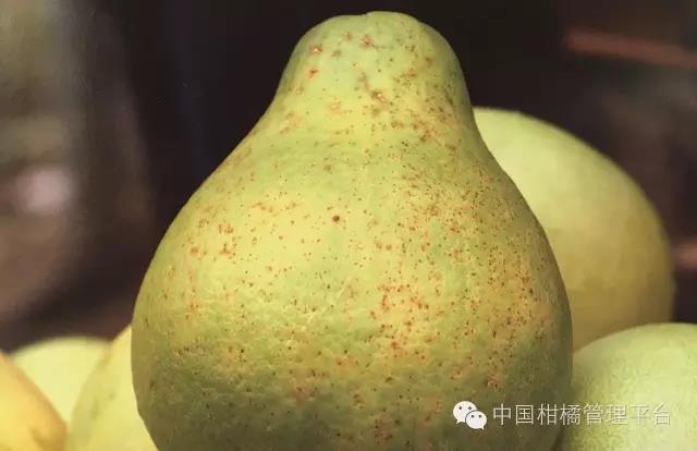 菌肥 生物菌肥 微生物菌肥