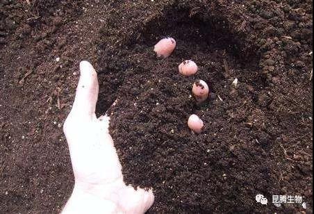 菌肥 生物菌肥 微生物菌肥