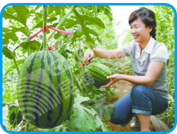 水溶肥 沖施肥 大中微量元素水溶肥