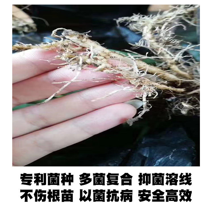 微生物有機菌肥 復合微生物菌劑 復合微生物菌肥