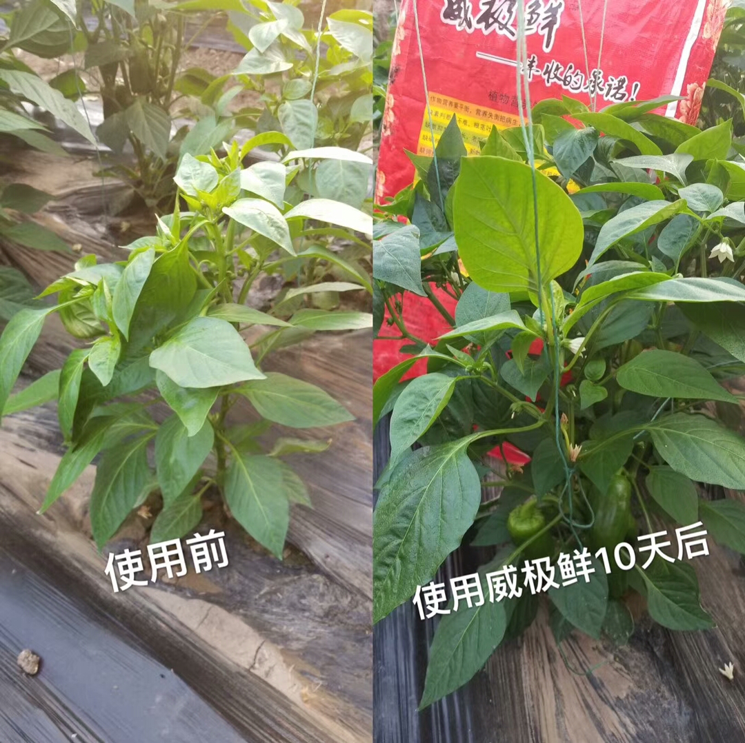 微生物顆粒水溶肥 菌肥 微生物菌劑