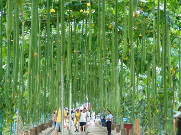 菌肥 微生物菌肥 微生物菌劑液體生物有機(jī)肥