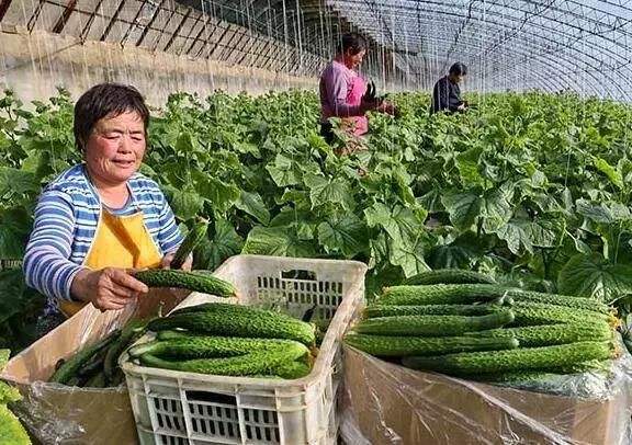 菌肥 微生物菌肥 微生物菌劑液體桶肥生物有機(jī)肥