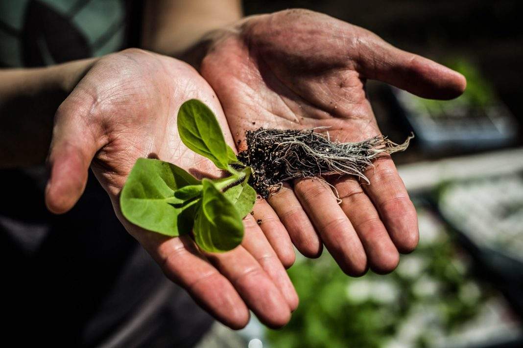 菌肥 微生物菌肥 微生物菌劑液體桶肥生物有機(jī)肥