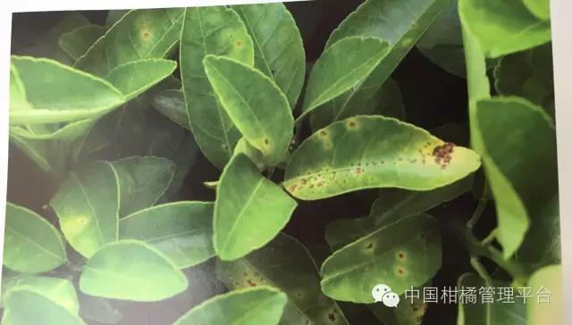 菌肥 微生物菌肥 微生物菌劑