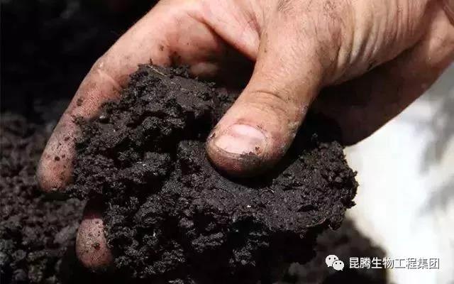 菌肥 生物菌肥 微生物菌肥