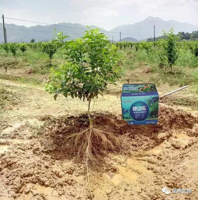 復合微生物菌劑功能性液體肥料專治線蟲提質增產