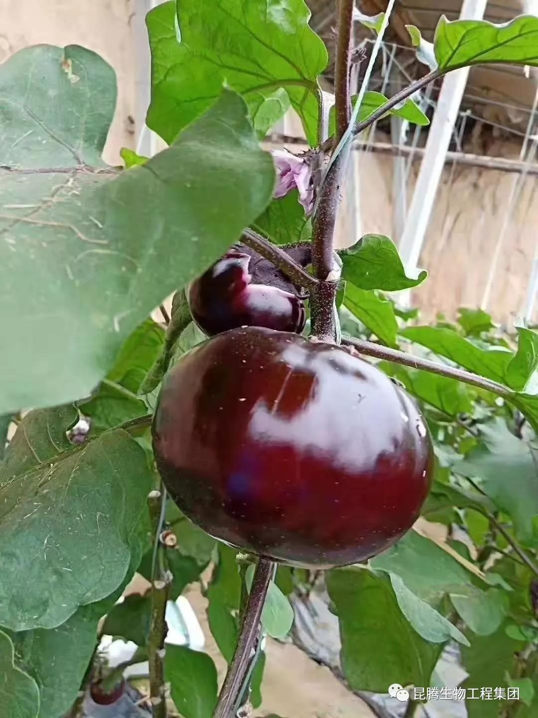 復合微生物菌劑水溶肥廠家直銷