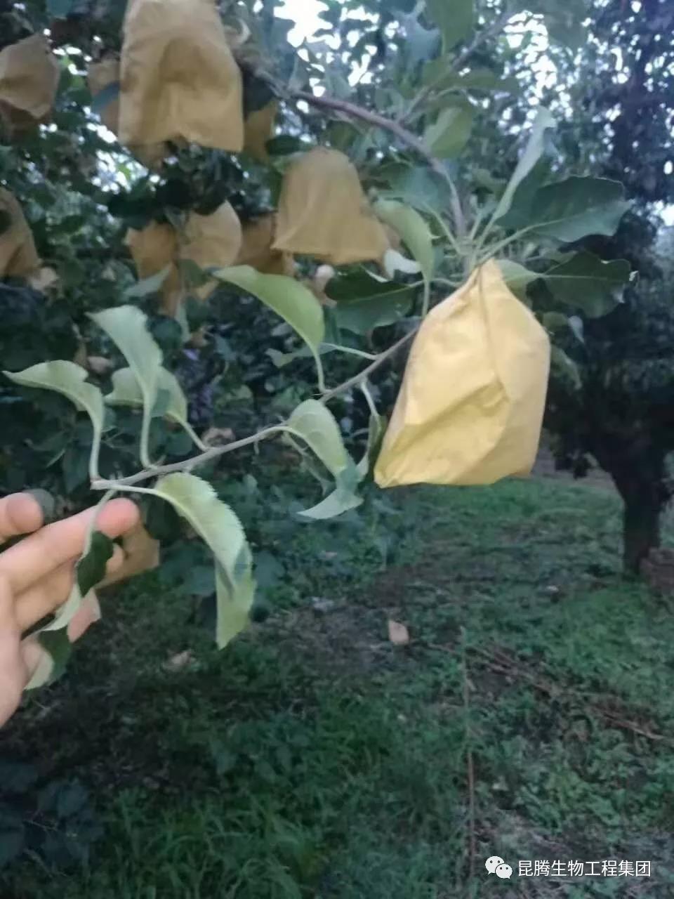 復合微生物菌劑水溶肥廠家直銷