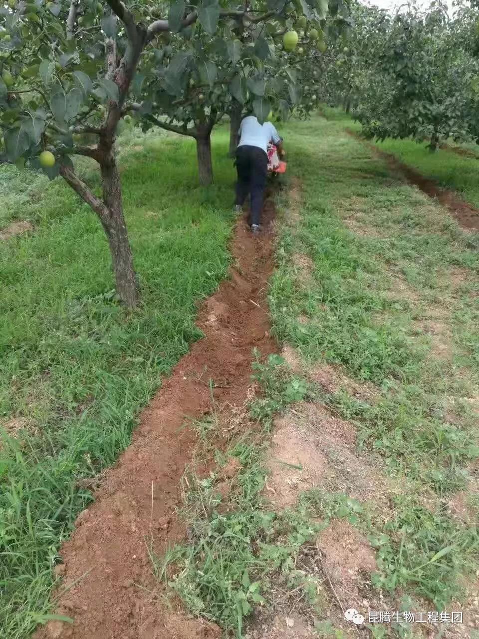 復合微生物菌劑水溶肥廠家直銷