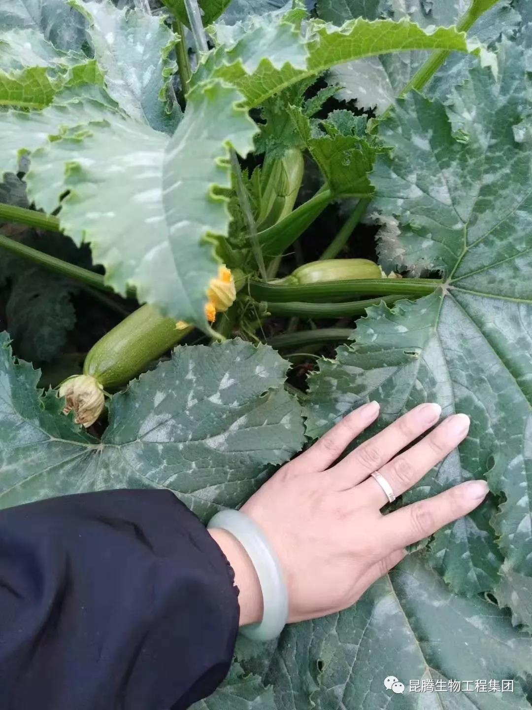 復合微生物菌劑水溶肥廠家直銷