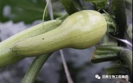 微生物菌劑廠家直銷