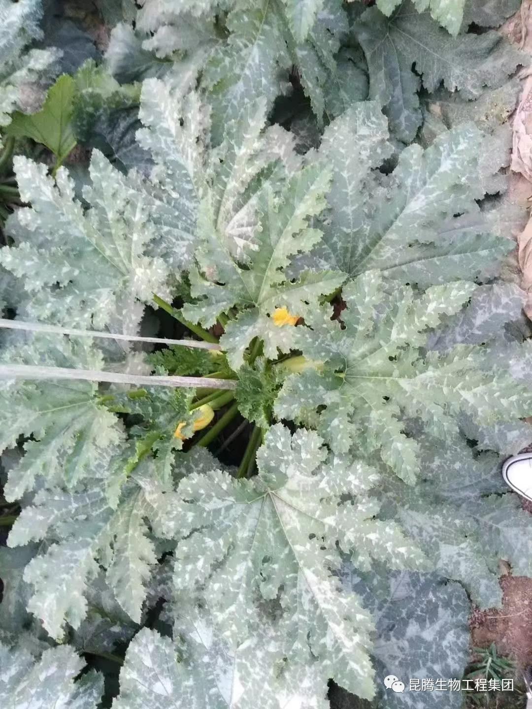 微生物菌劑廠家直銷