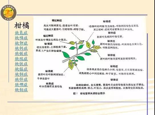 微生物菌肥廠家直銷