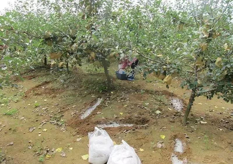 復合微生物菌肥廠家直銷