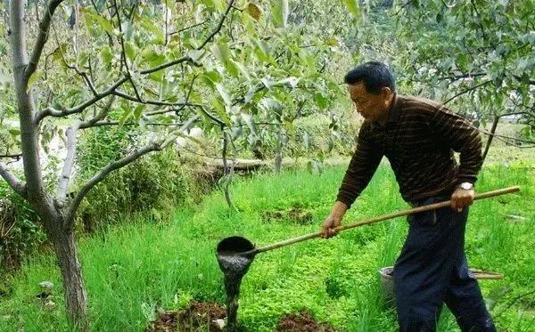 復合微生物菌肥廠家直銷