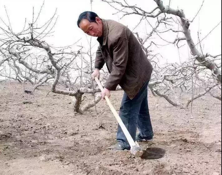 復合微生物菌肥廠家直銷