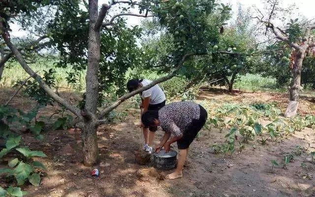 復合微生物菌肥廠家直銷