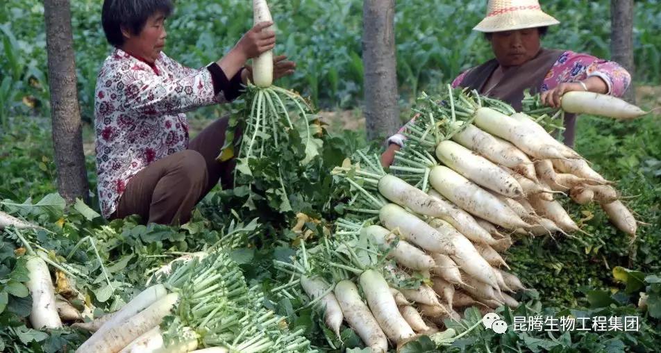 復合微生物菌劑廠家直銷