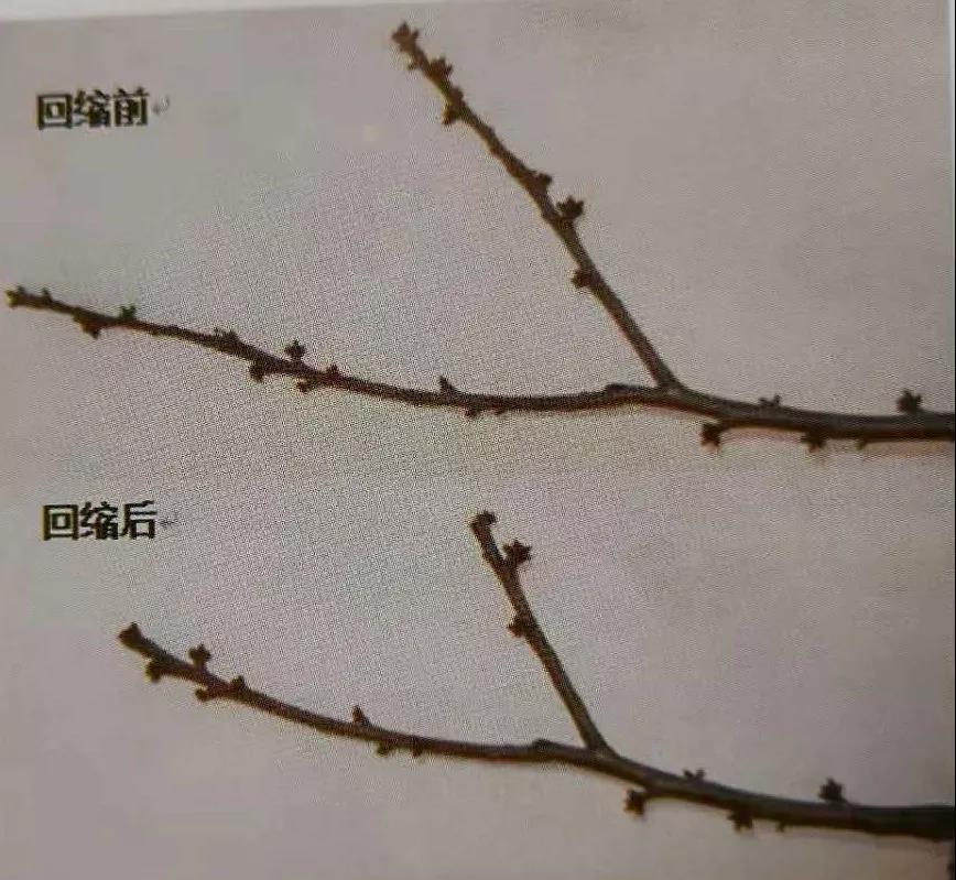 復合微生物菌劑廠家直銷