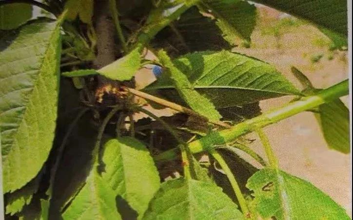 復合微生物菌劑廠家直銷