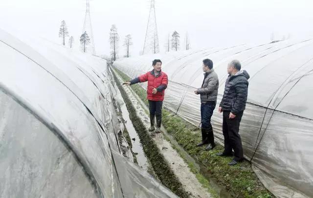 復合微生物菌肥廠家直銷