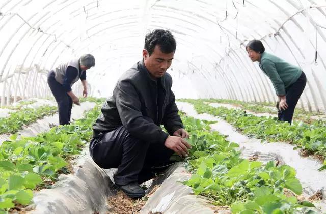 復合微生物菌肥廠家直銷