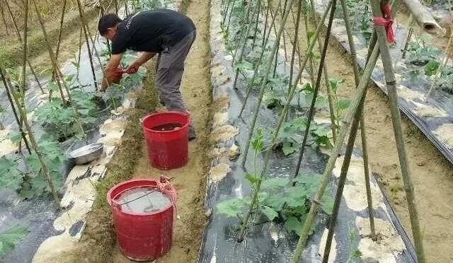 復合微生物菌劑復合微生物菌肥復合微生物有機菌肥廠家直銷