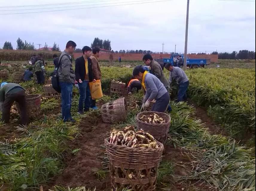 復合微生物菌劑廠家直銷