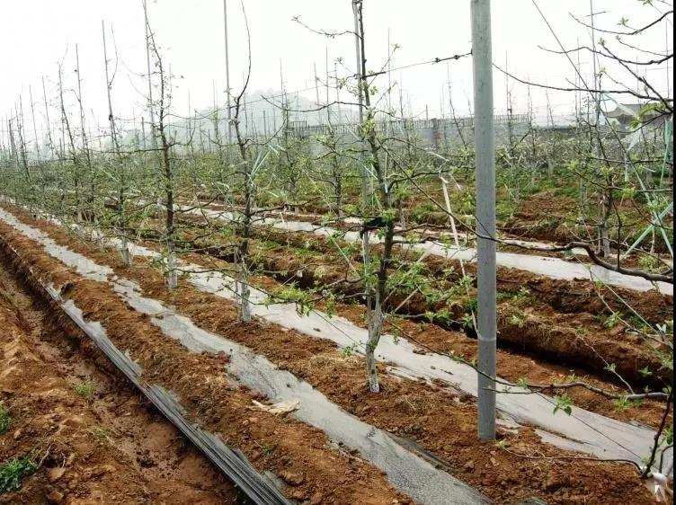 復合微生物菌肥廠家直銷