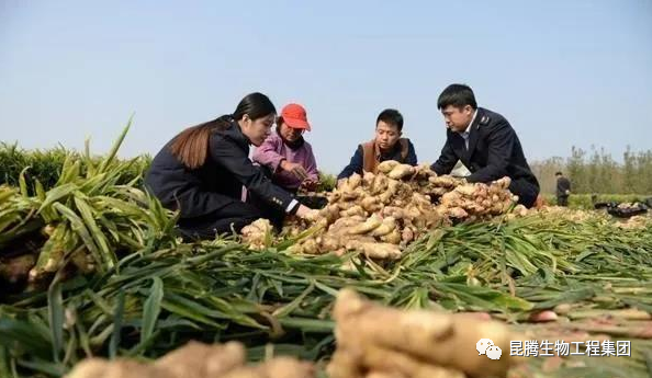 復合微生物菌肥廠家直銷