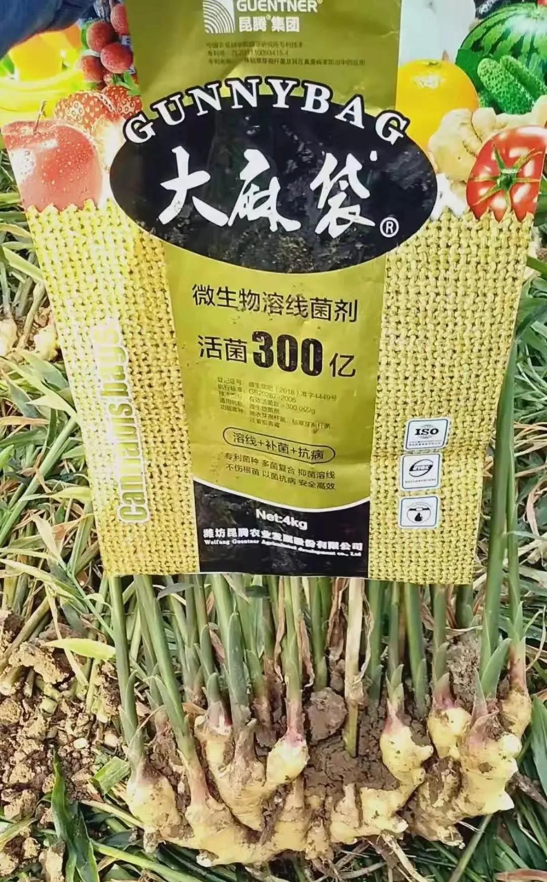 復合微生物菌肥廠家直銷