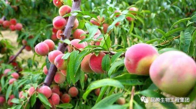 復(fù)合微生物菌劑廠家直銷