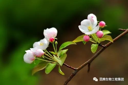 復合微生物菌肥廠家直銷