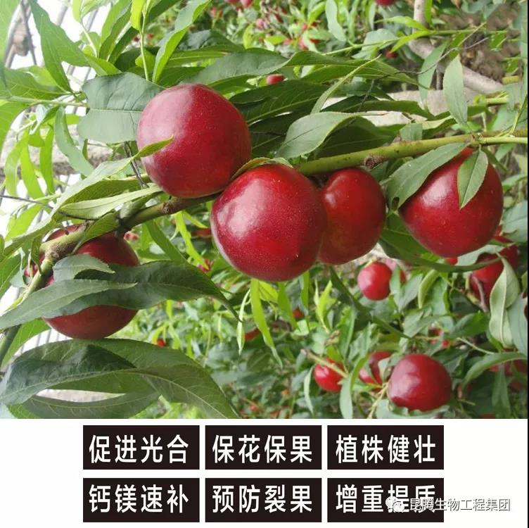 復合微生物菌肥廠家直銷