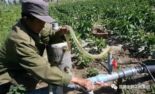 復合微生物菌劑廠家直銷