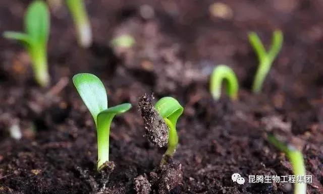 復合微生物菌肥廠家直銷