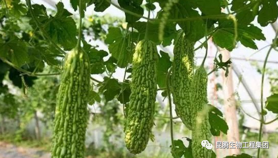 復合微生物菌肥廠家直銷