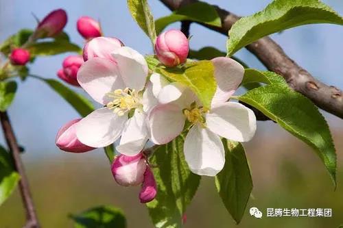 復合微生物菌肥廠家直銷